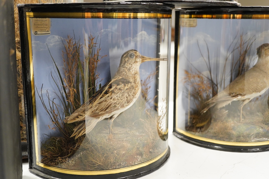 Four early 20th century cases of taxidermy dunlin birds; a pair in a flat fronted case, 18.5cm high, 32cm wide, and three individually mounted in bow fronted cases, two with labels reading; ‘Preserved by J.Cooper, 28 Rad